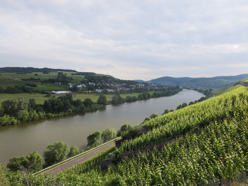 Mosel Saar Ruwer Wein - Lobenbergs Gute Weine