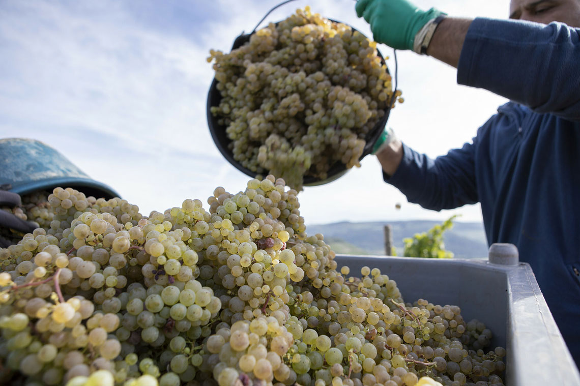 Weinlese weisser Trauben 