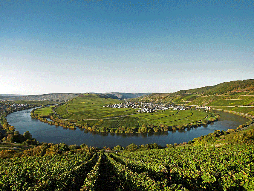 Mosel Saar Ruwer Wein - Lobenbergs Gute Weine