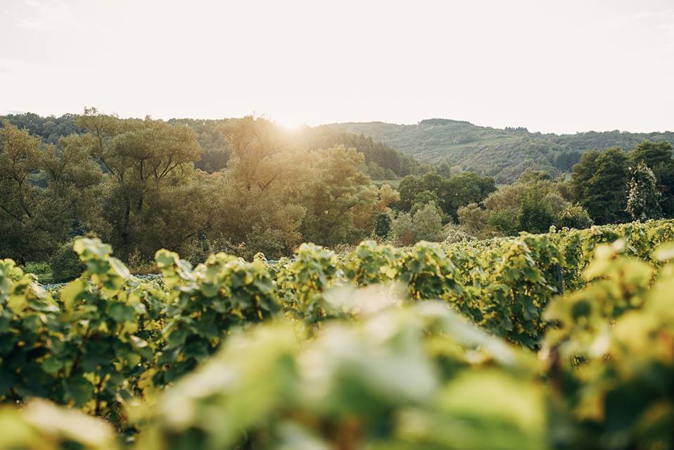 Weinregion Nahe, Weinanbau