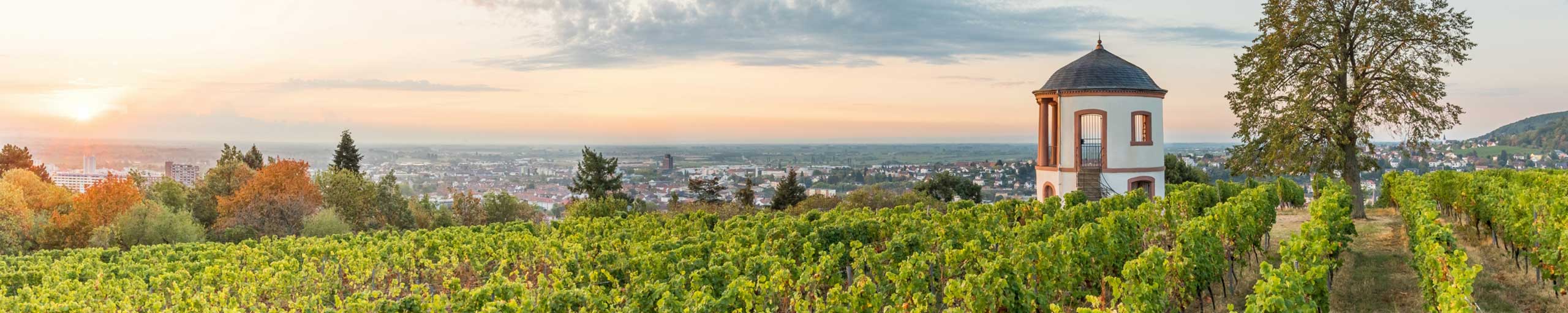 Weinfeld in der Pfalz