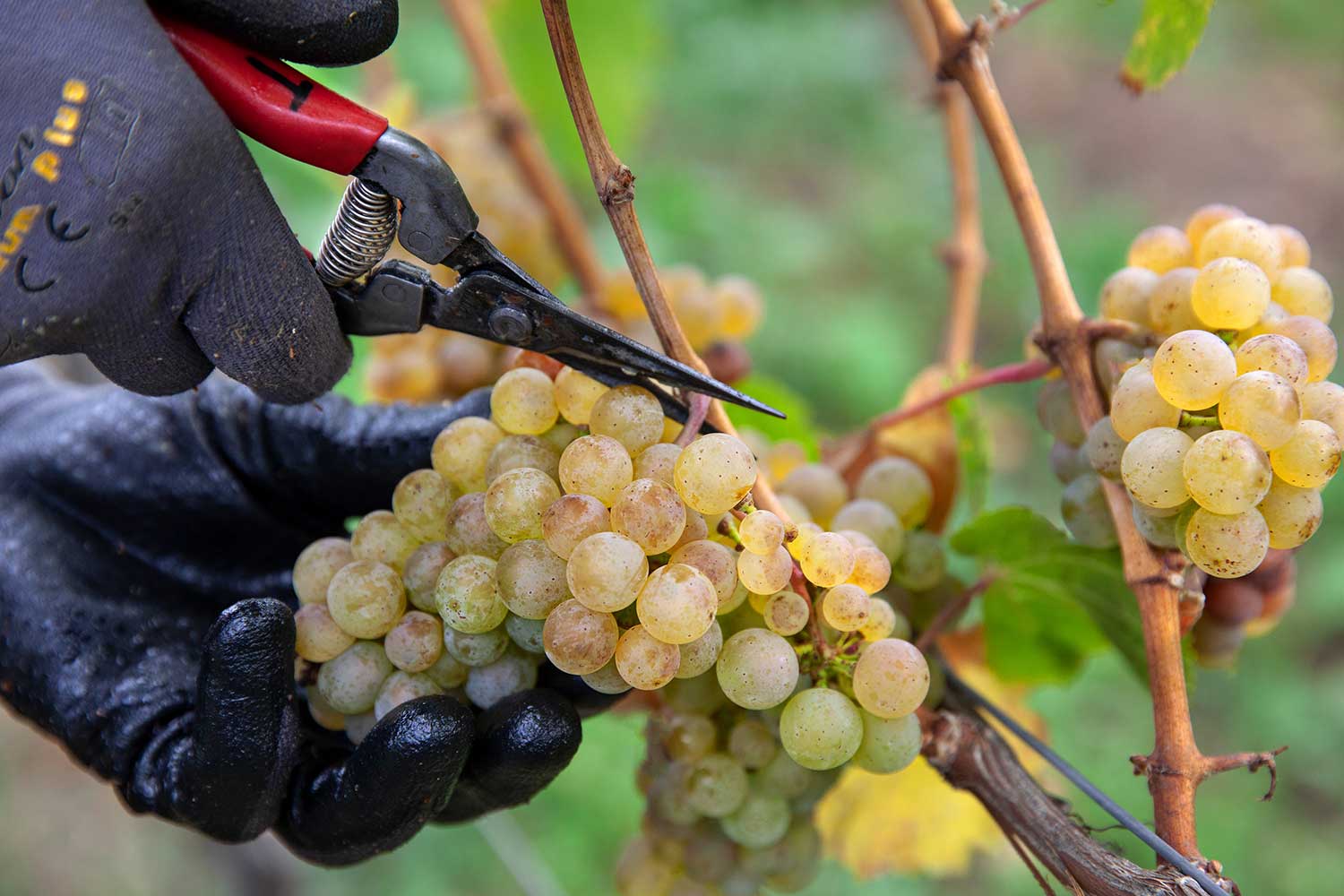 Weinlese