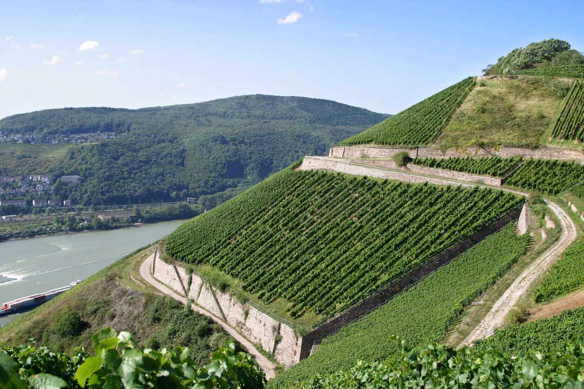 Weinregion Rheingau, Weinberge bei blauem Himmel