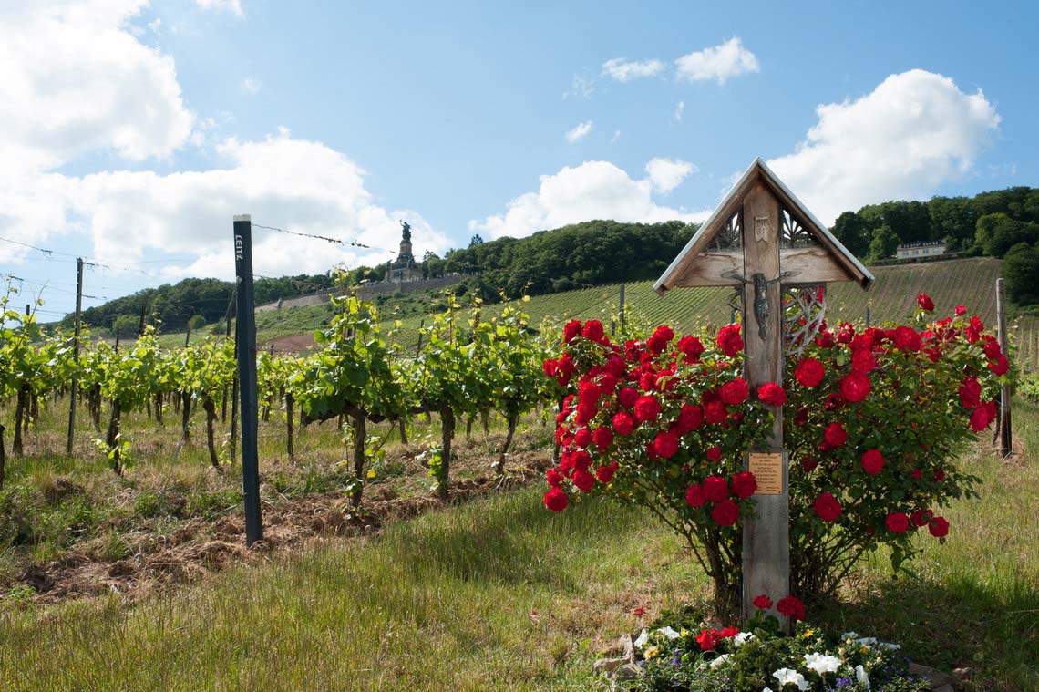 Weinregion Rheingau, Weinberge und rote Rosen bei blauem Himmel