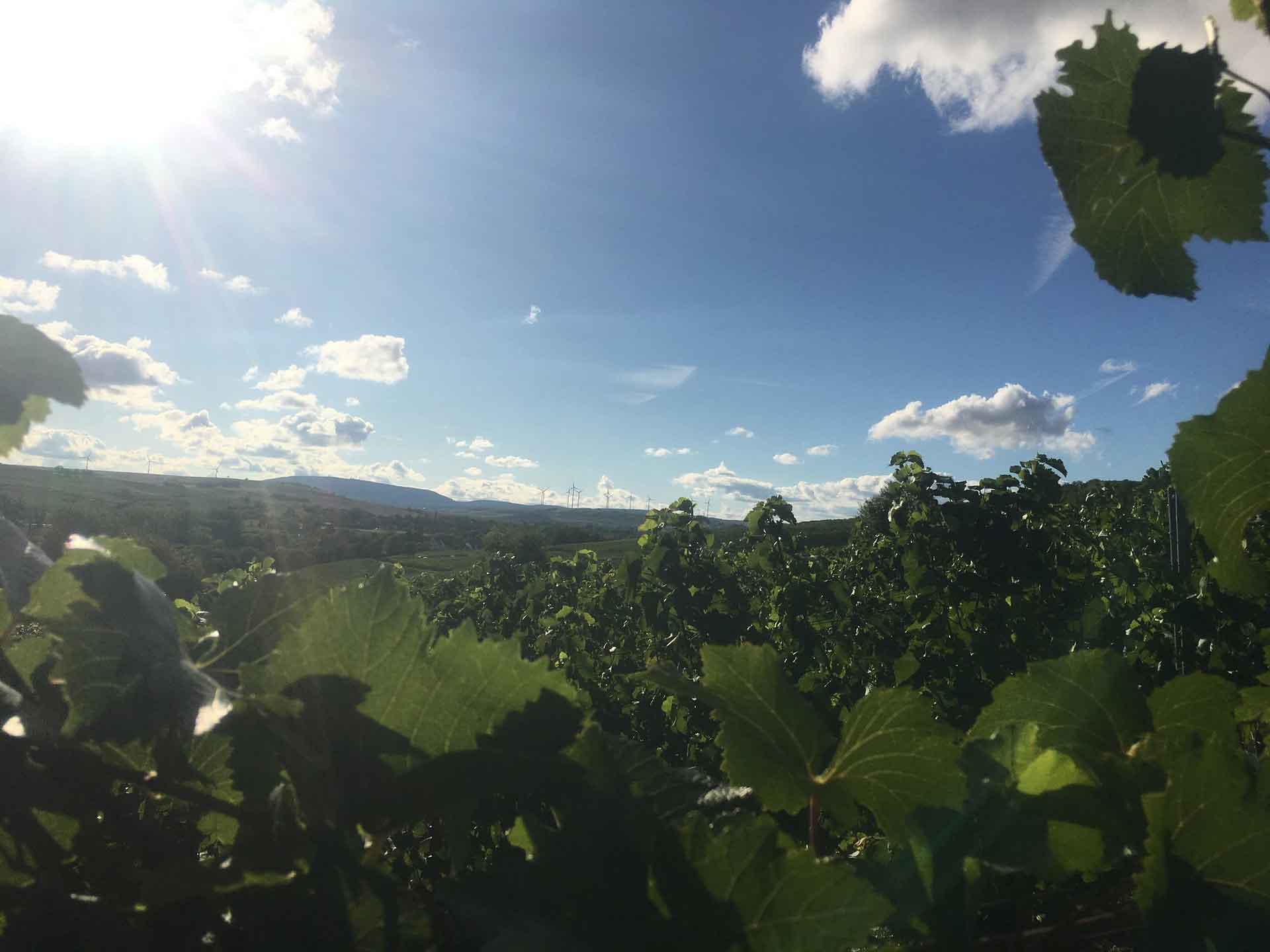 Weinberg von F & F Peters