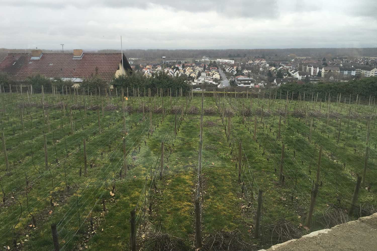 Weinfeld vom Weingut Goldener Ring