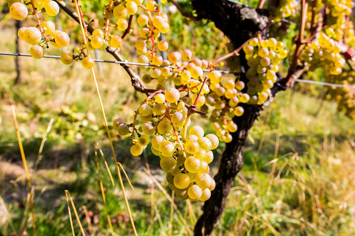 Rebtsock Weingut Rifel
