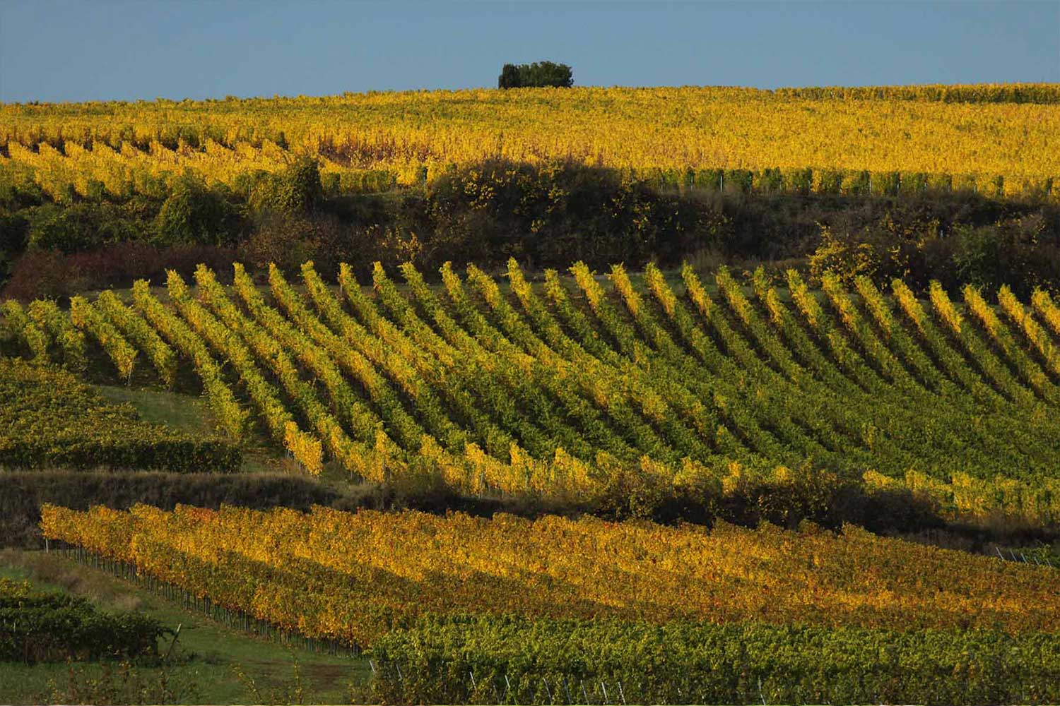 Weinberg von Klaus Peter Keller