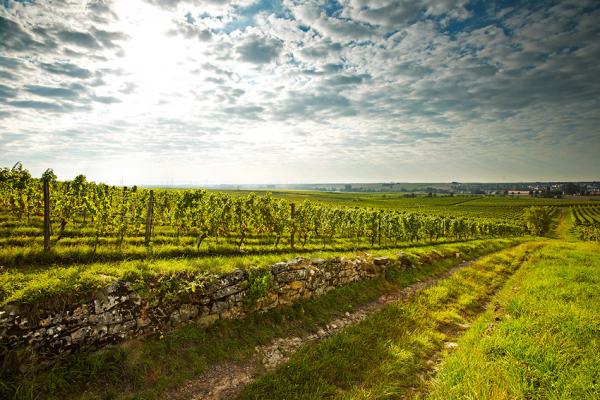 Weinberge