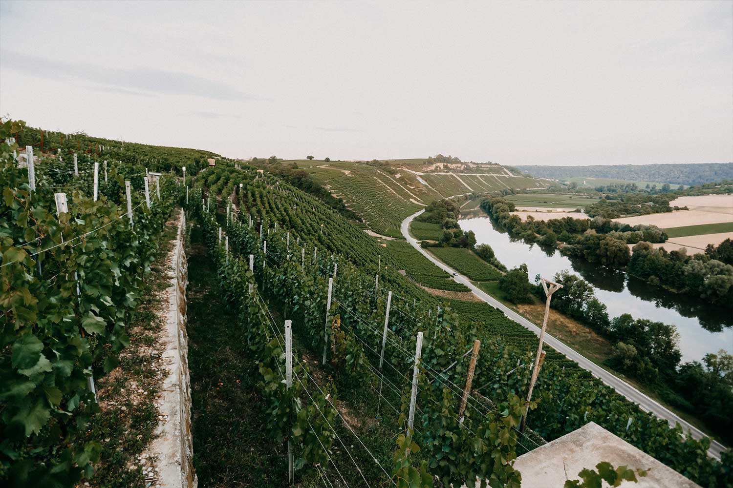 Weinberg vom Weingut Lassak
