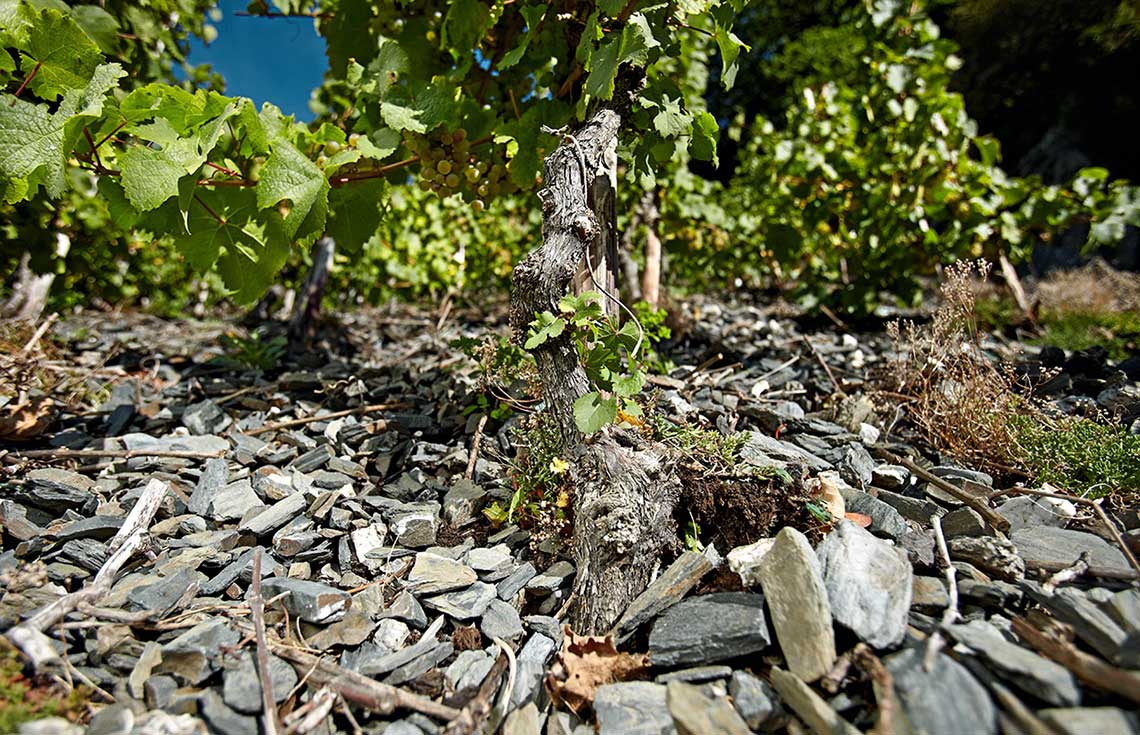 Ein Rebstock auf Schiefer beim Weingut Christmann