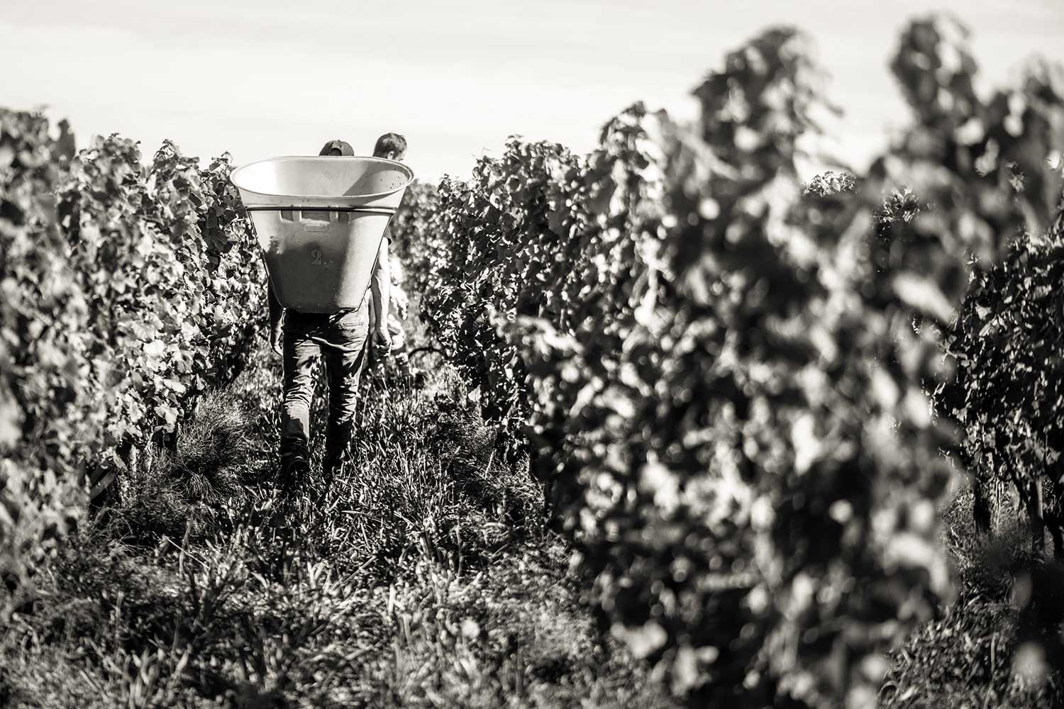 Fonreaud Winzer Wein
