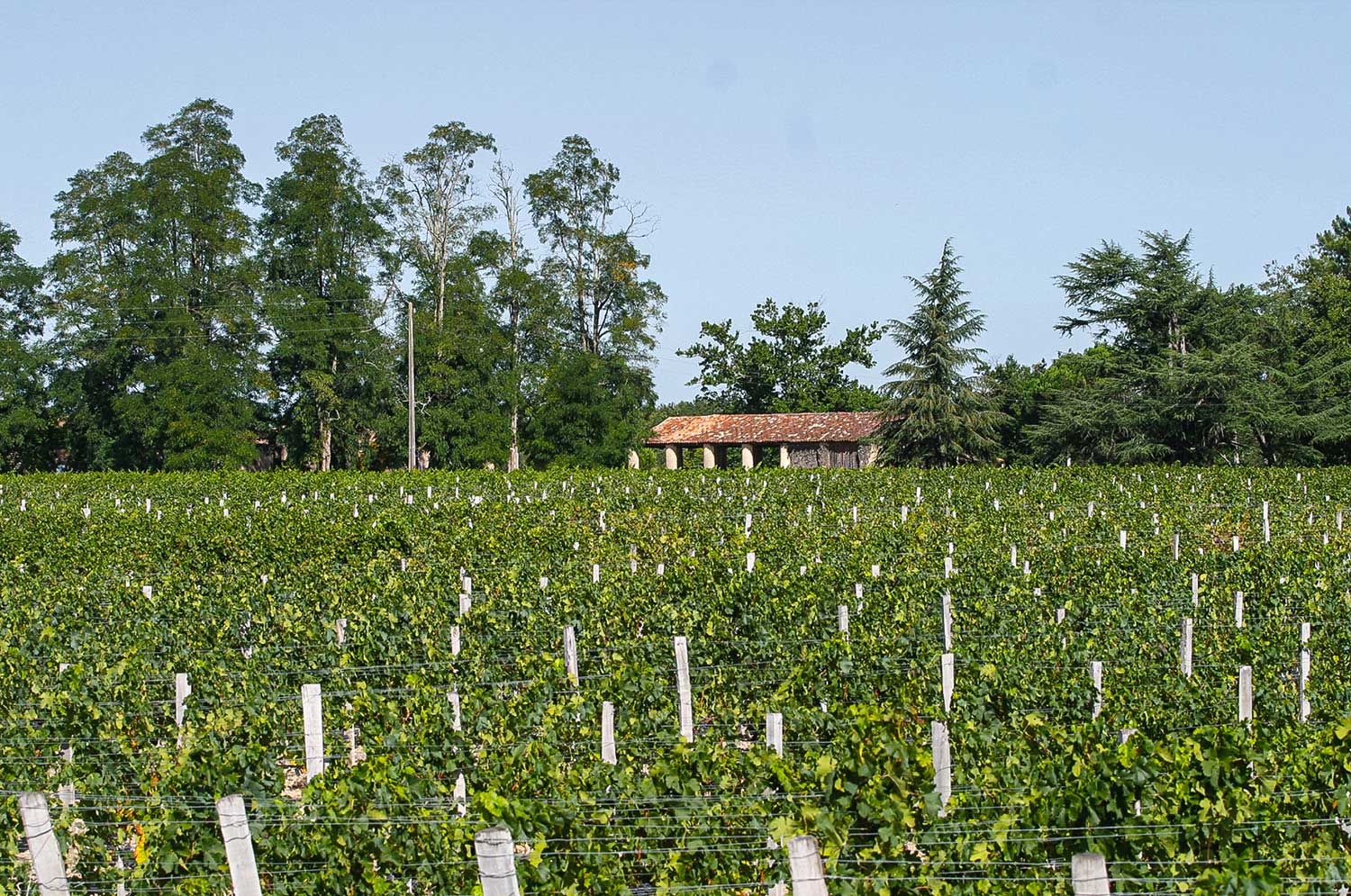 Weinfeld Les Rosiers Bordeaux