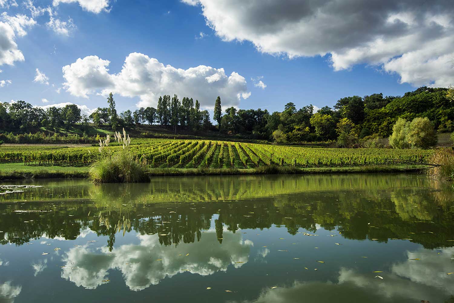 Weinfelder bei blauem Himmel am Fluss