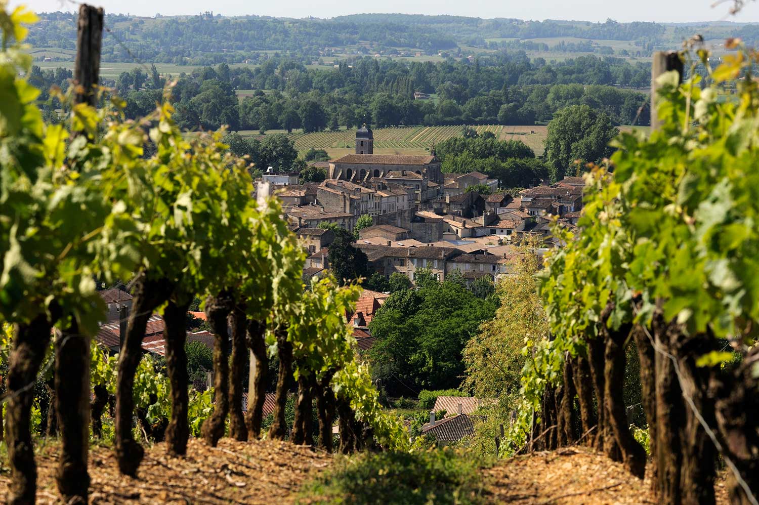 Wein Montlandrie