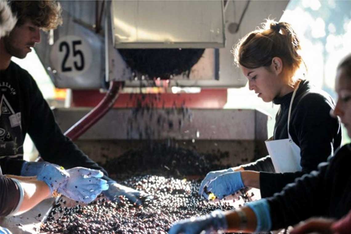 Weinlese auf dem Weingut Doyac