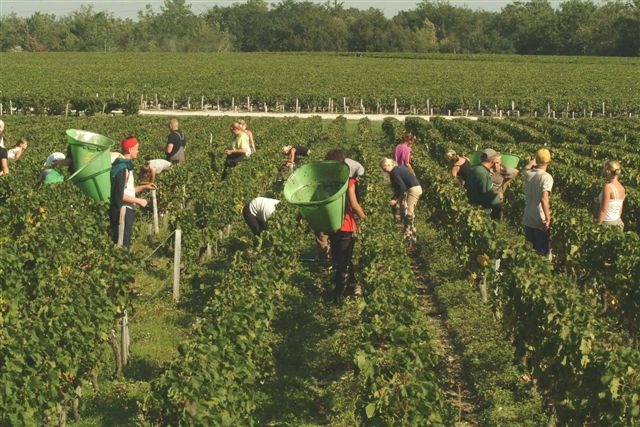 Arbeit im Weinfeld vom Chateau D'Issan