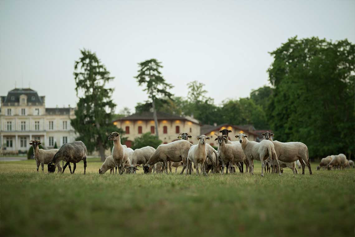 Schafe bei Giscours