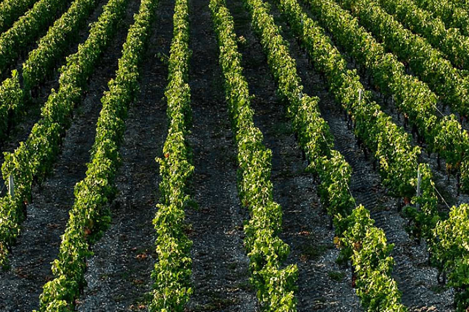 Weinfeld Clos Marsalette