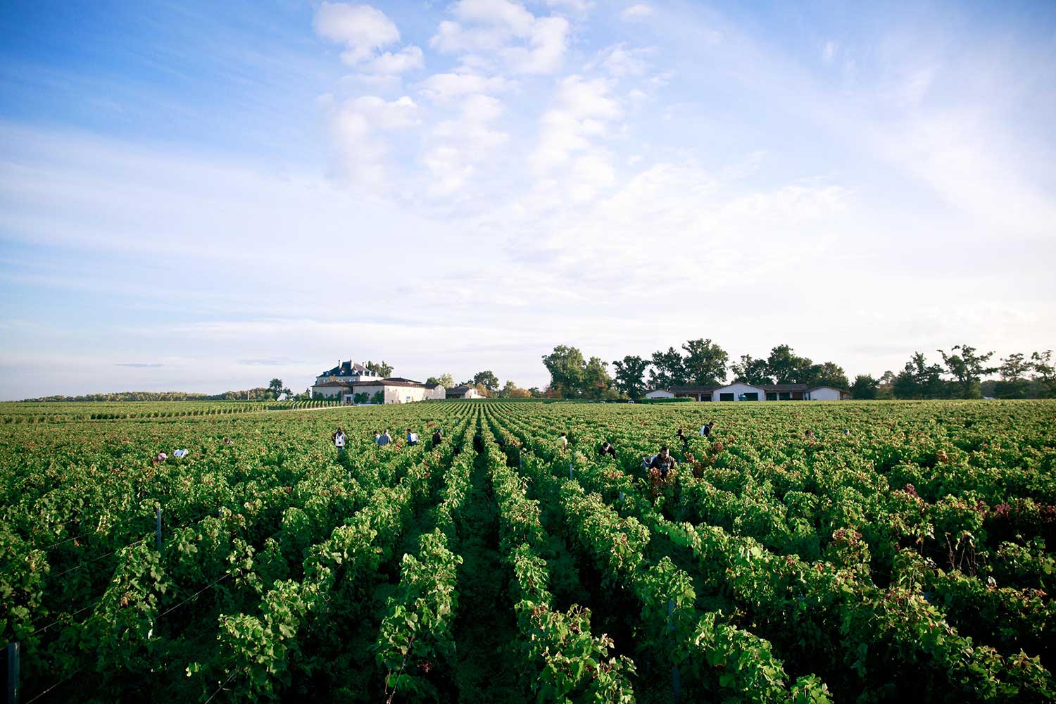 Haut Bailly Wein