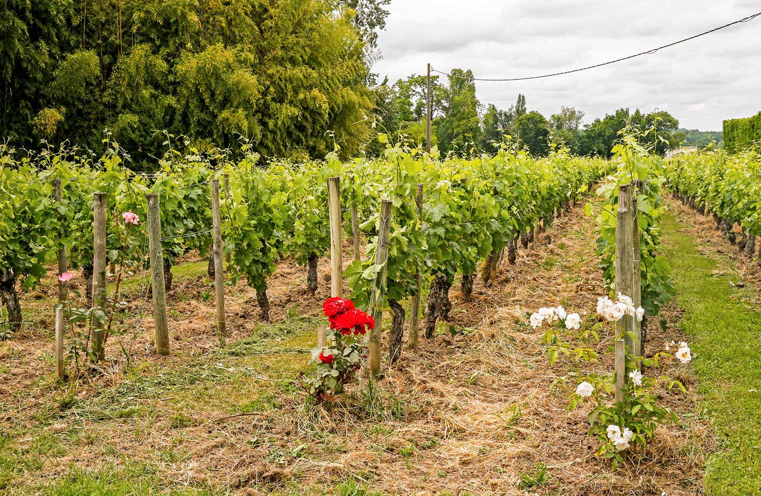 Weinfeld, Weingut Chateau La Fleur