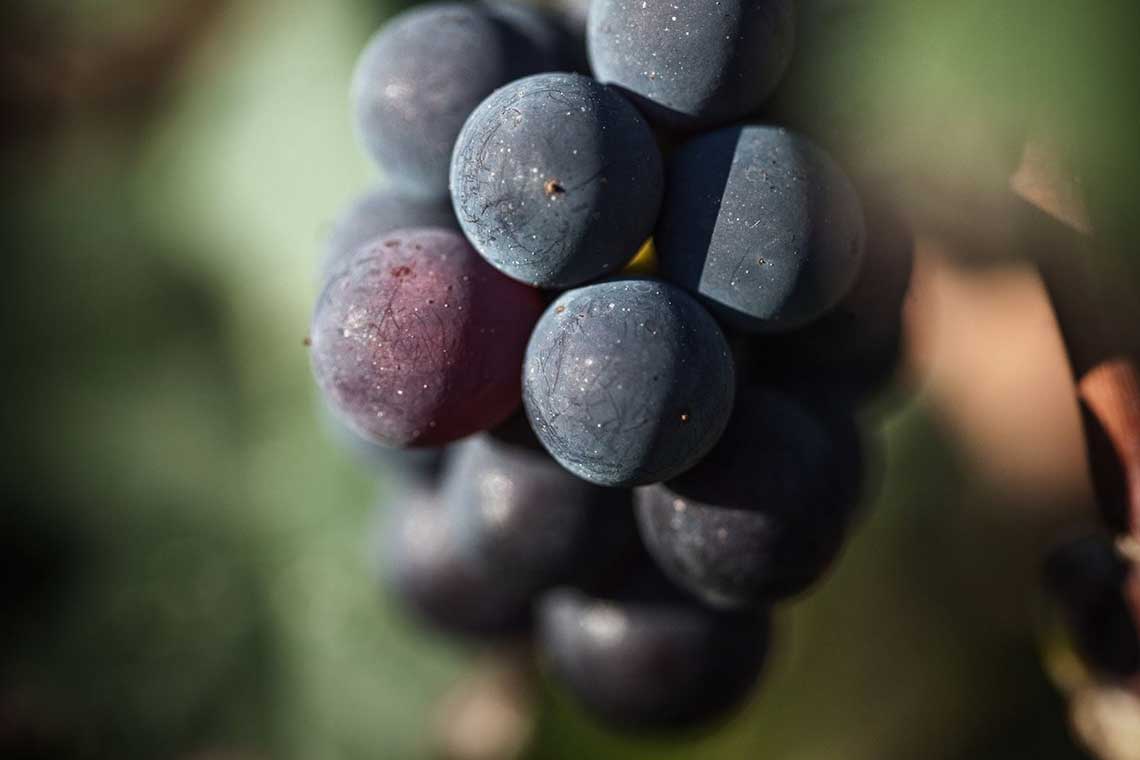 Merlot Trauben