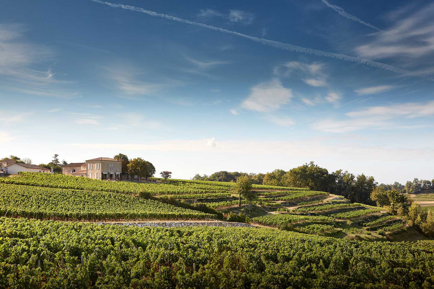 Weinfeld, Weinberge, Weingut bei blauem Himmel