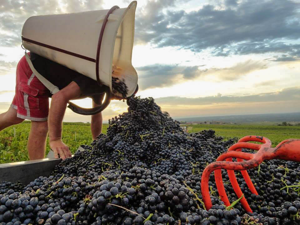 Ernte bei Domaine Anita