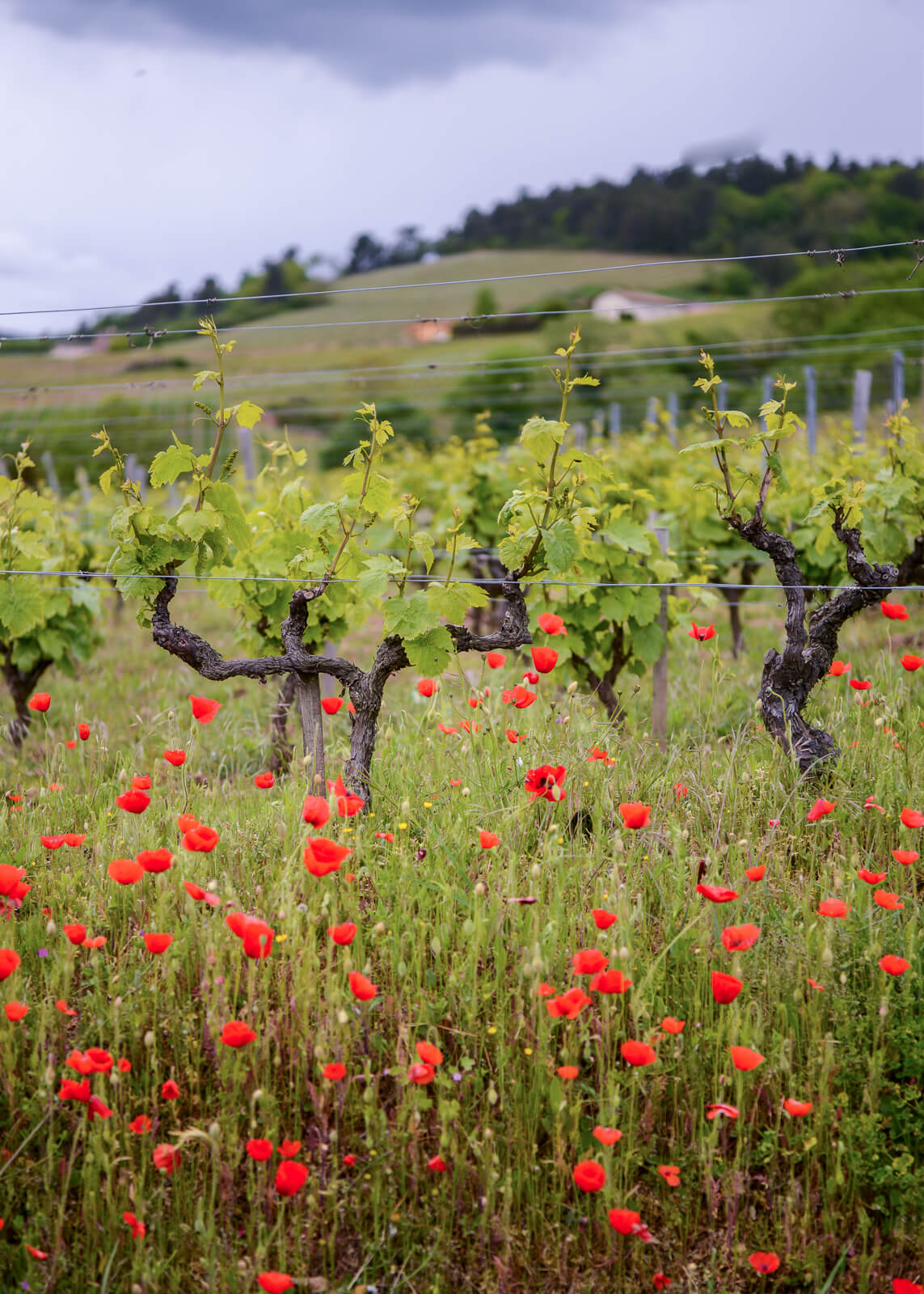 Wilde Blumen vor einer Rebzeile