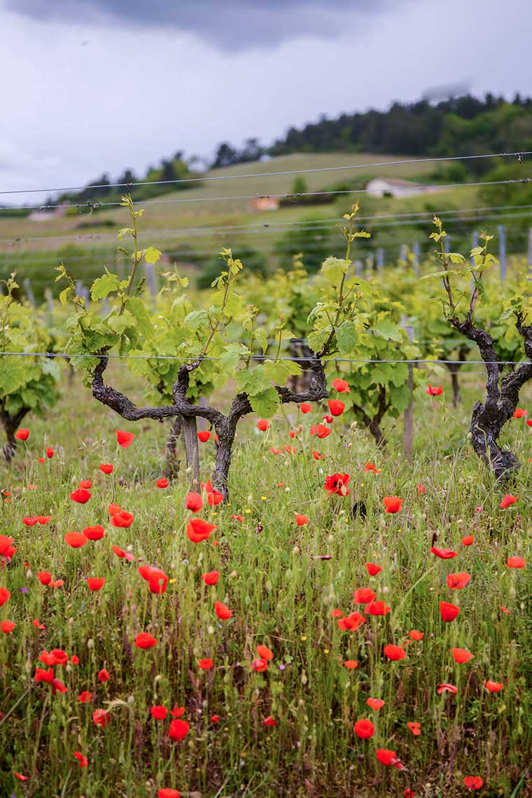 Weinfeld des Weinguts Domaine Anita mit Mohnblumen im Vordergrund