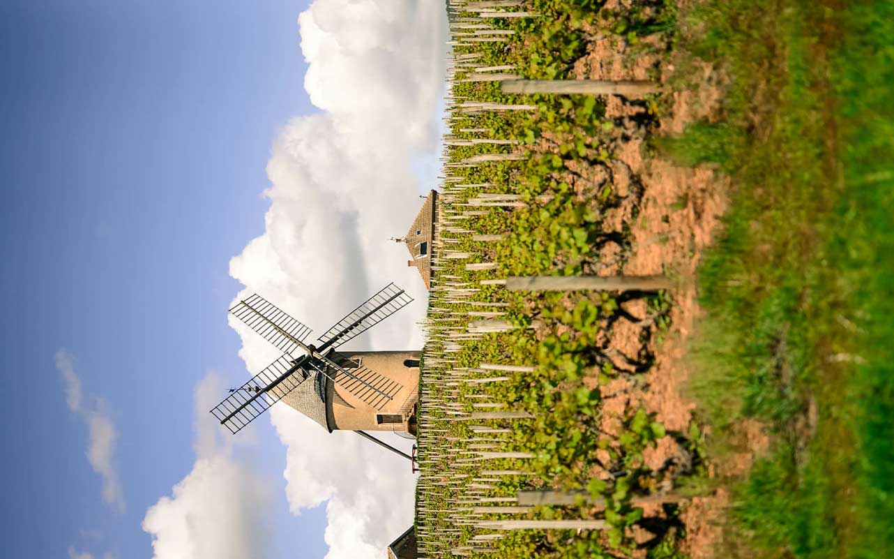 Weinfeld der Domaine Anita mit Windmühle im Hintergrund