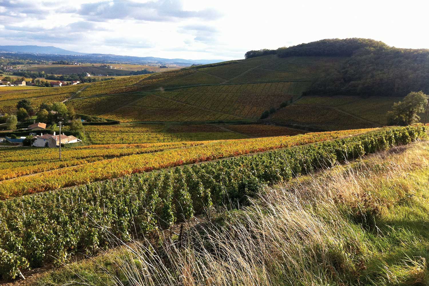 Weinberg von Jean Paul Brun Weinberg von Jean Paul Brun