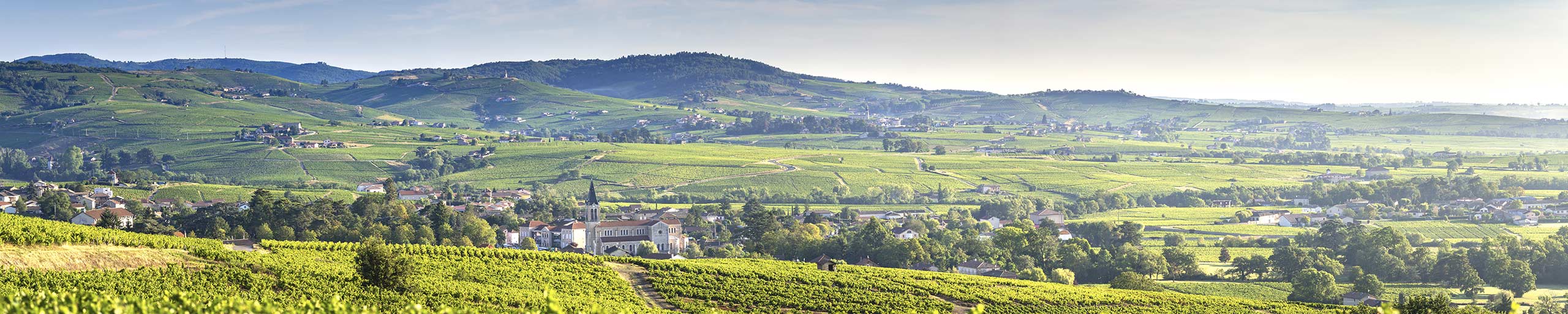 Weinfeld im Beaujolais