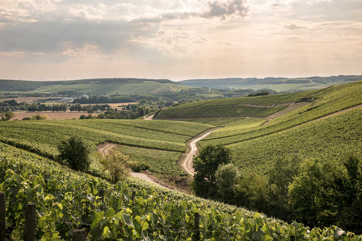 Weinberge Luftaufnahme von La Chablisienne