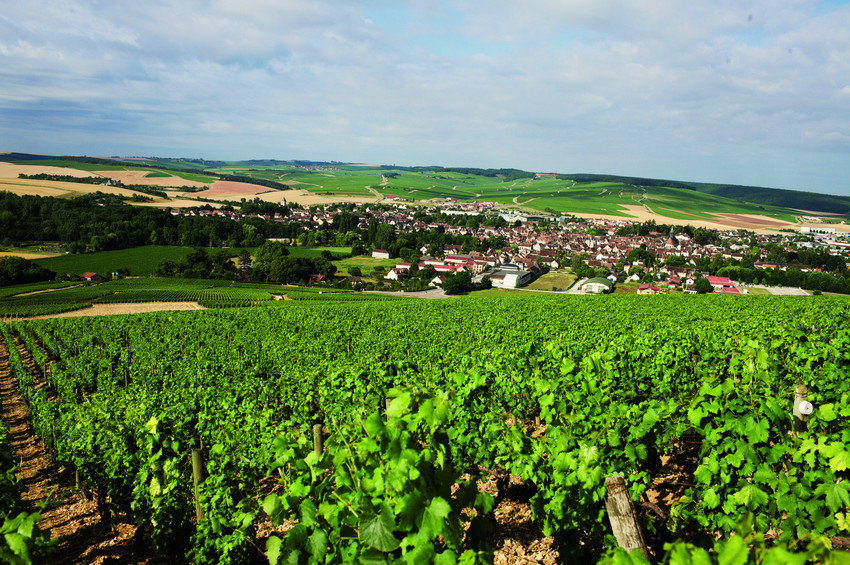 Patrick Piuze - Lobenbergs Gute Weine