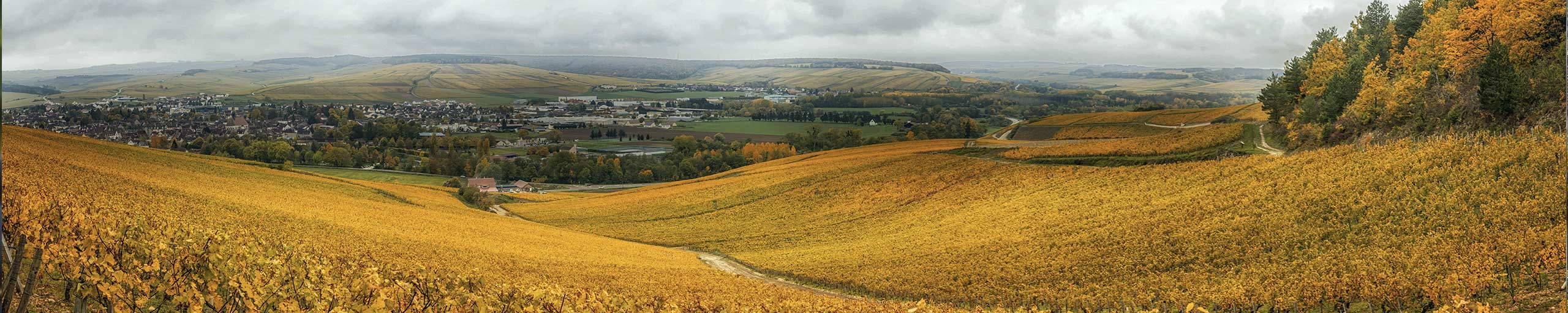 Weinfeld in Chablis