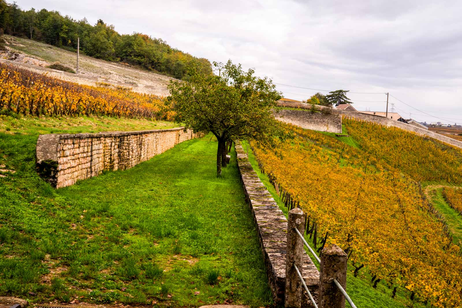 Vinmarker på Bruno Lorenzons vingård
