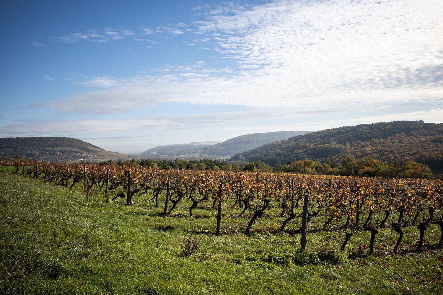 Aurélien Verdets Weinreben