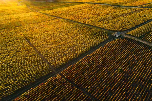 Weinfeld Côte de Beaune