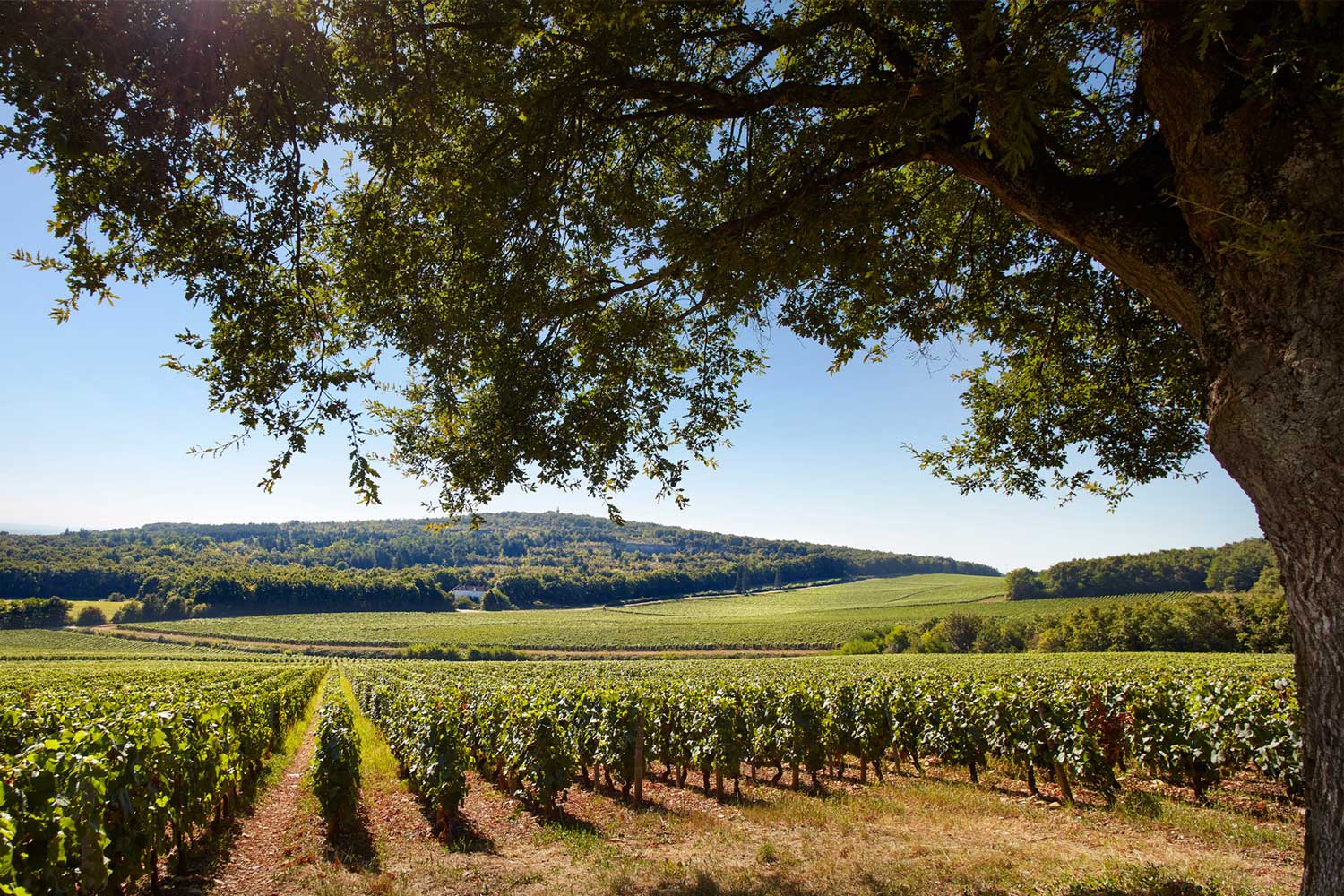 Weingut Domaine Faiveley