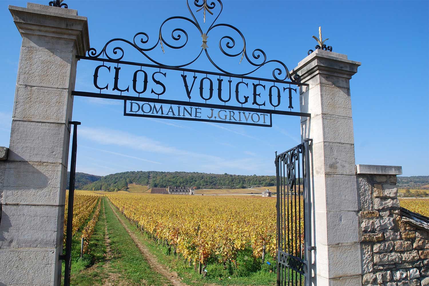 Weinfeld von Domaine Jean Grivot