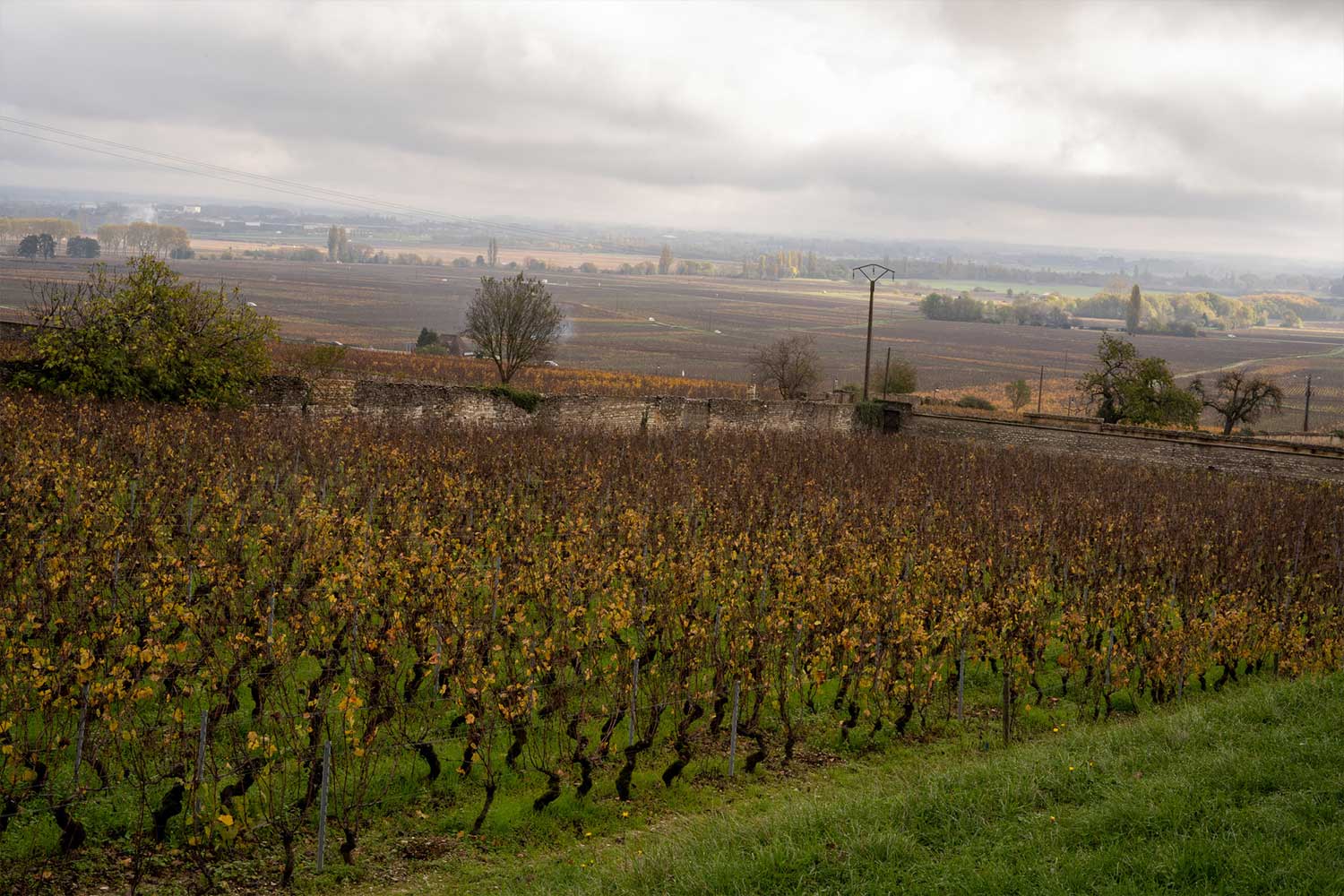 Weinberg der Domaine Pierre Morey Weinberg der Domaine Pierre Morey