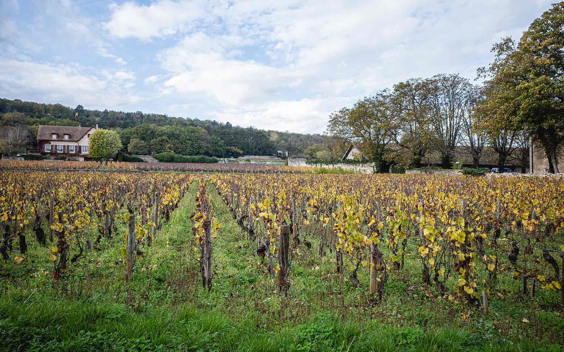 Weinfeld Les Héritiers Saint-Genys