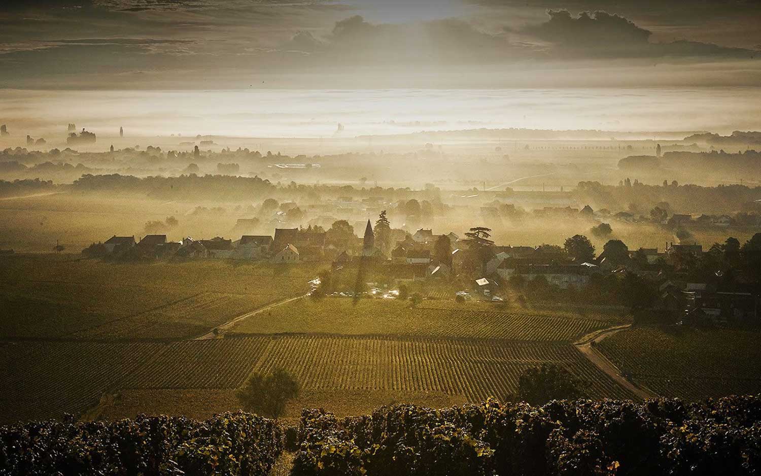 Weinberge, Weinfelder mit Dunst und Sonnenstrahlen