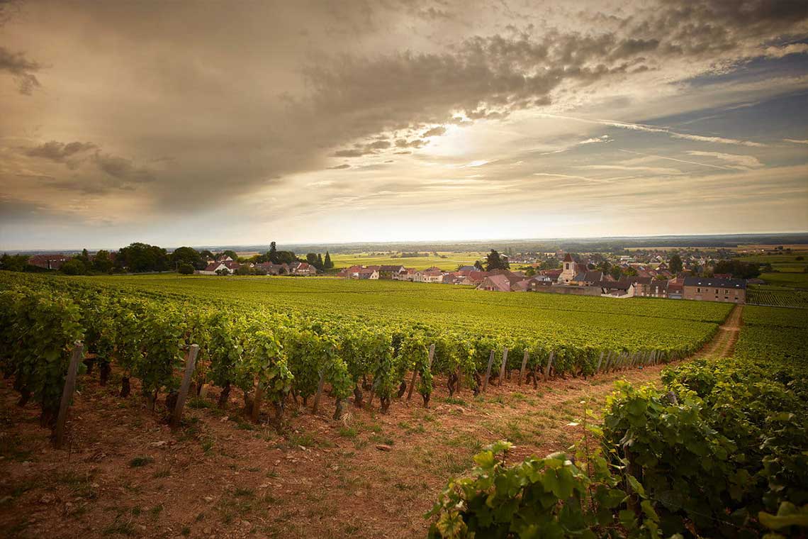 Weinberg in der Côte d’Or