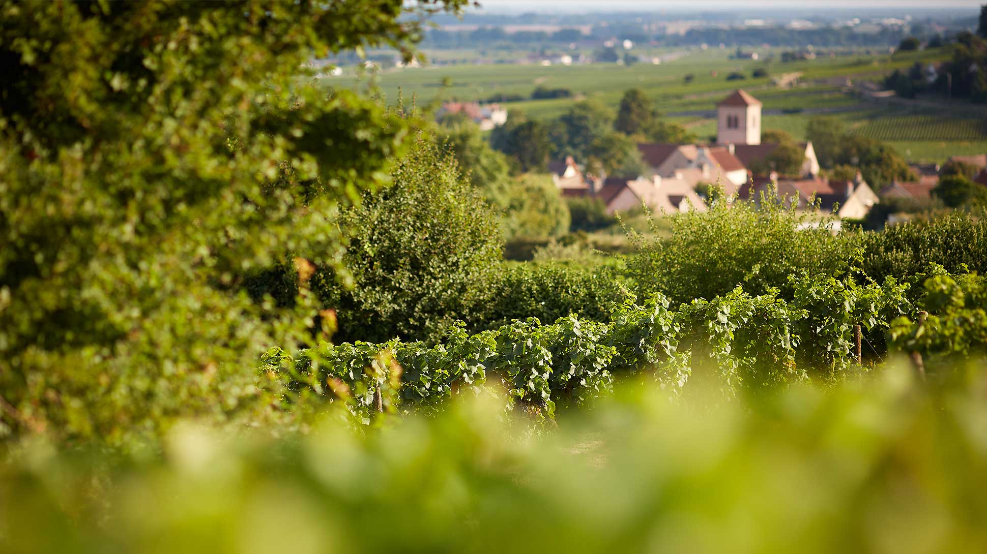 Vingård i Cote d'Or Vingård i Cote d'Or