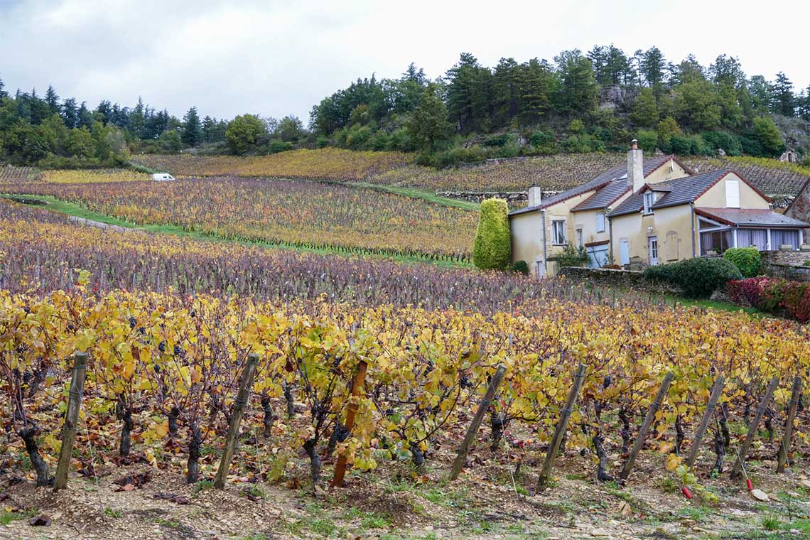 Weinberg von Bruno Lorenzon Weinberg von Bruno Lorenzon