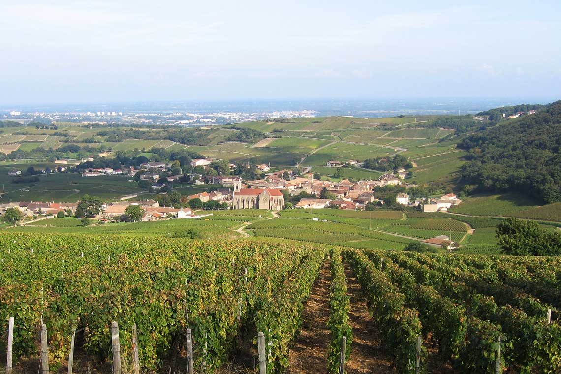 Weinberge im Maconnais