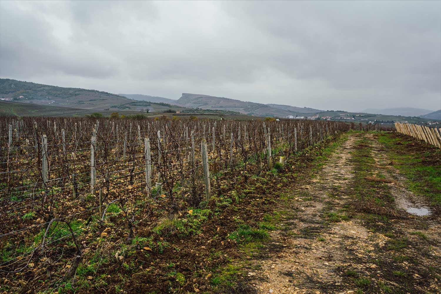 Weinberge von Robert Denogent