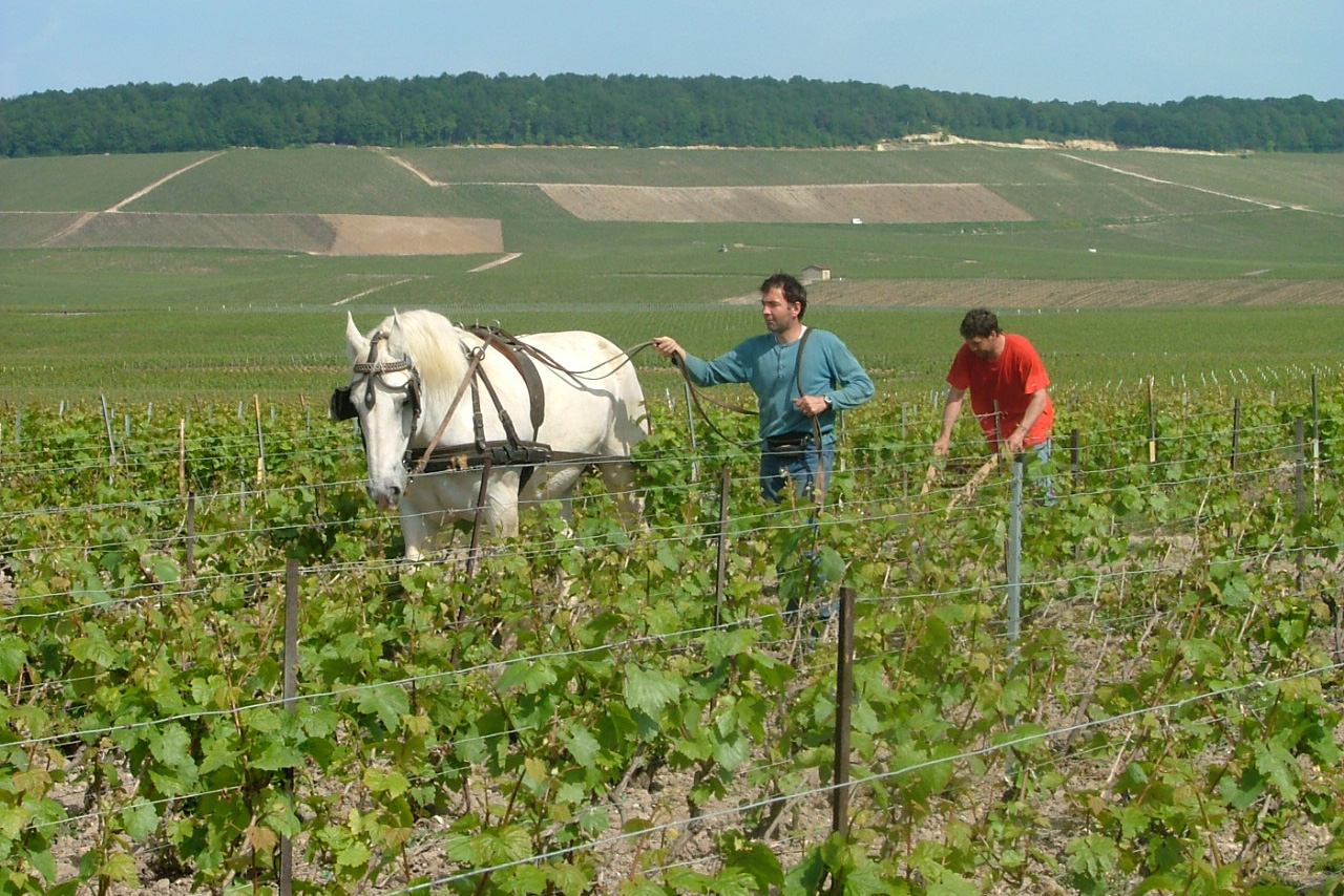 Weingut - Agrapart & Fils